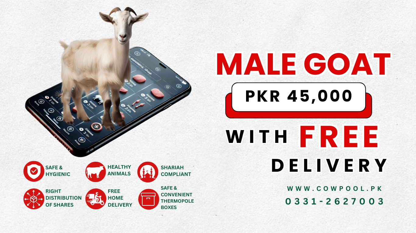 Online Qurbani 2025
