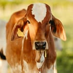 Online Qurbani 2025