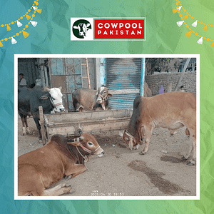 Online Qurbani 2025