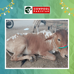 Online Qurbani 2025