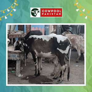 Online Qurbani 2025