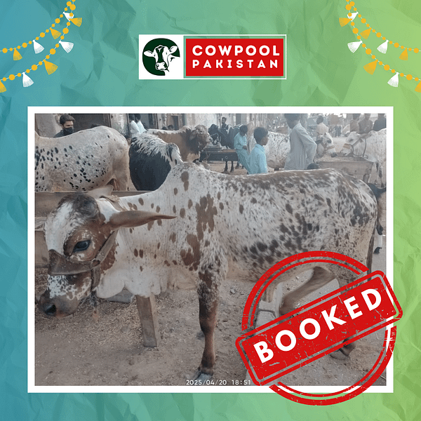 Cow For Shares 4 - Out of stock