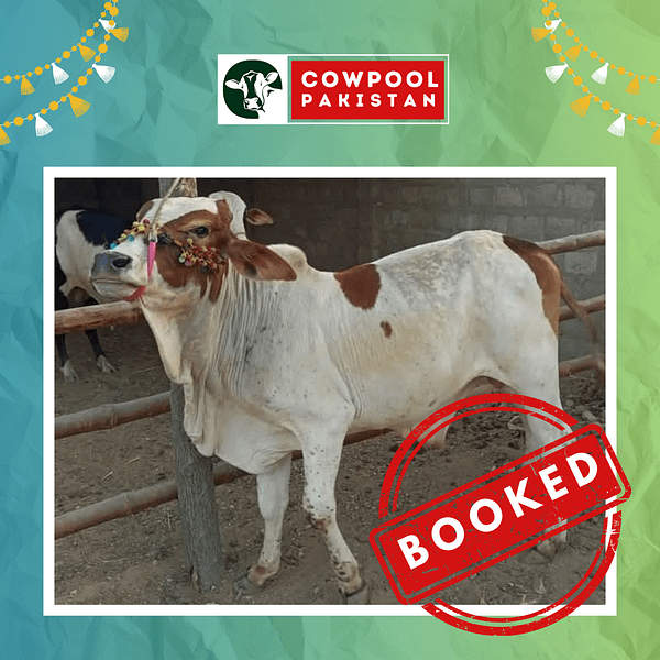 Cow For Shares 12 - Out of stock