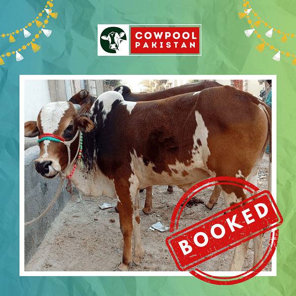 Cow For Shares 15 - Out of stock