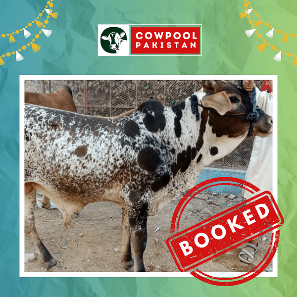 Cow For Shares 17 - Out of stock