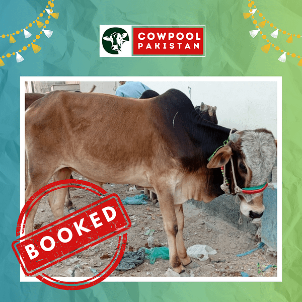 Cow For Shares 18 - Out of stock