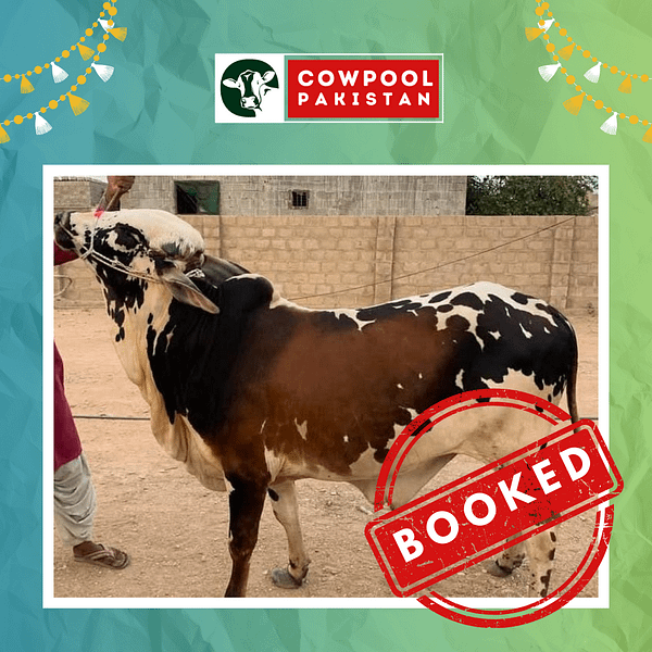 Cow For Shares 1 - Out of stock