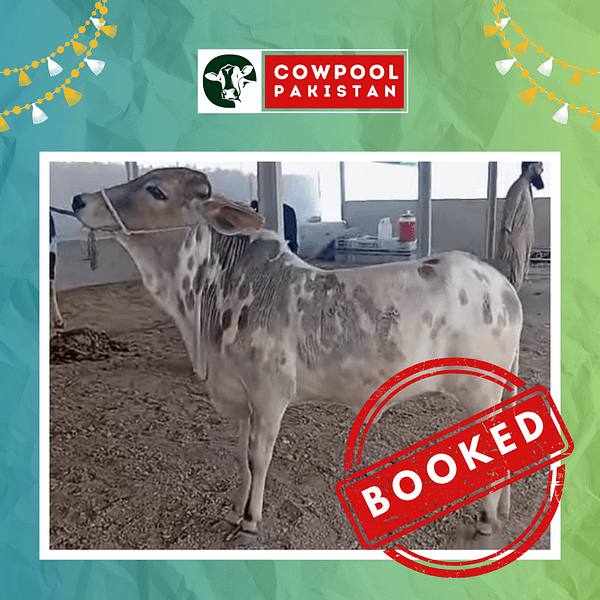 Cow For Shares 2 - Out of stock