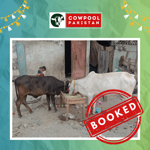 Cow For Shares 3 - Out of stock