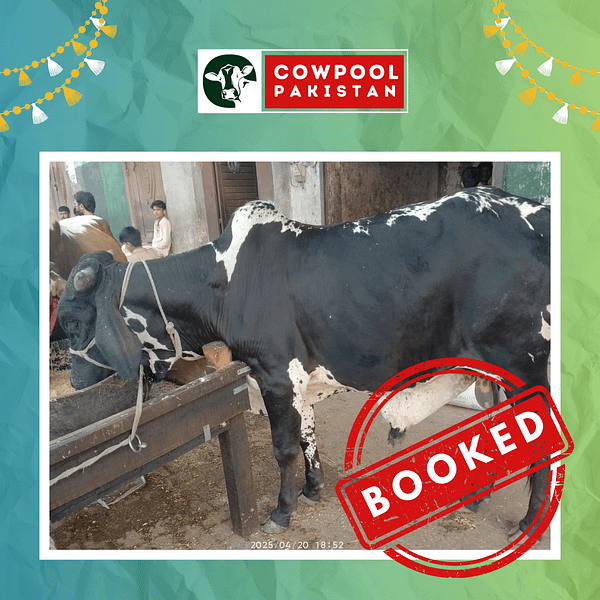 Cow For Shares 9 - Out of stock