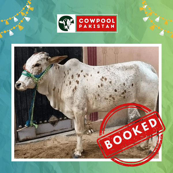 Cow For Shares 13 - Out of stock