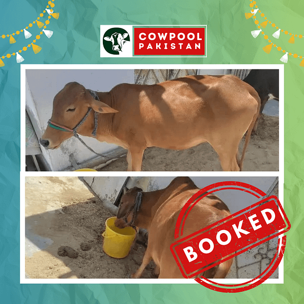 Cow For Shares 14 - Out of stock