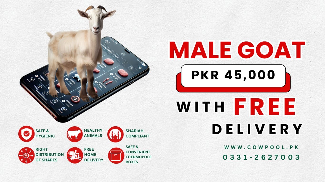 Online Qurbani 2025