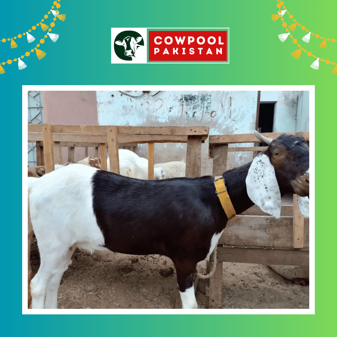 Goat 9 - cowpoolpk.com